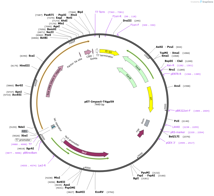 228206-plasmid-map-sequence-id-453944