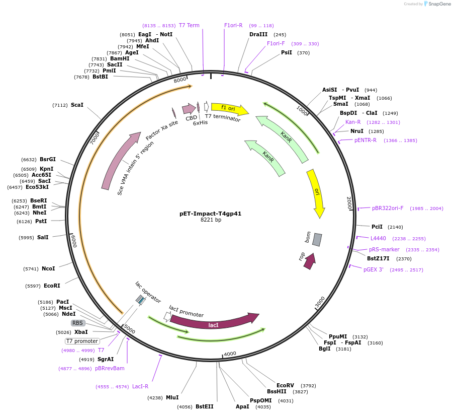 228207-plasmid-map-sequence-id-453945