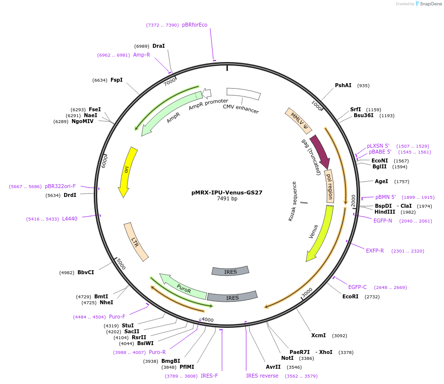228138-plasmid-map-sequence-id-453950