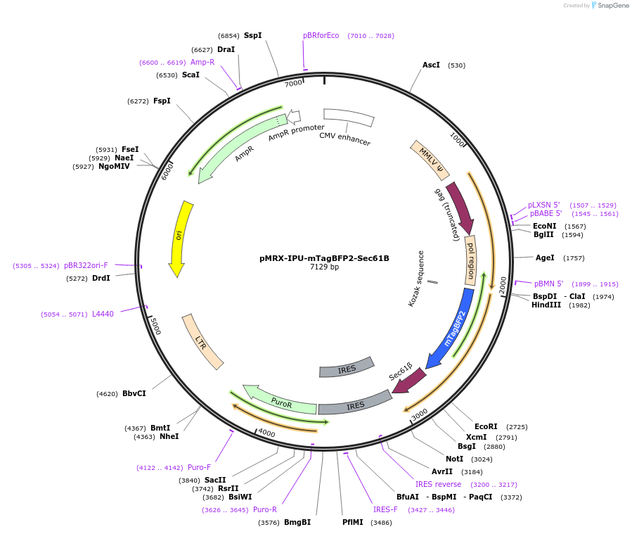 228136-plasmid-map-sequence-id-453952