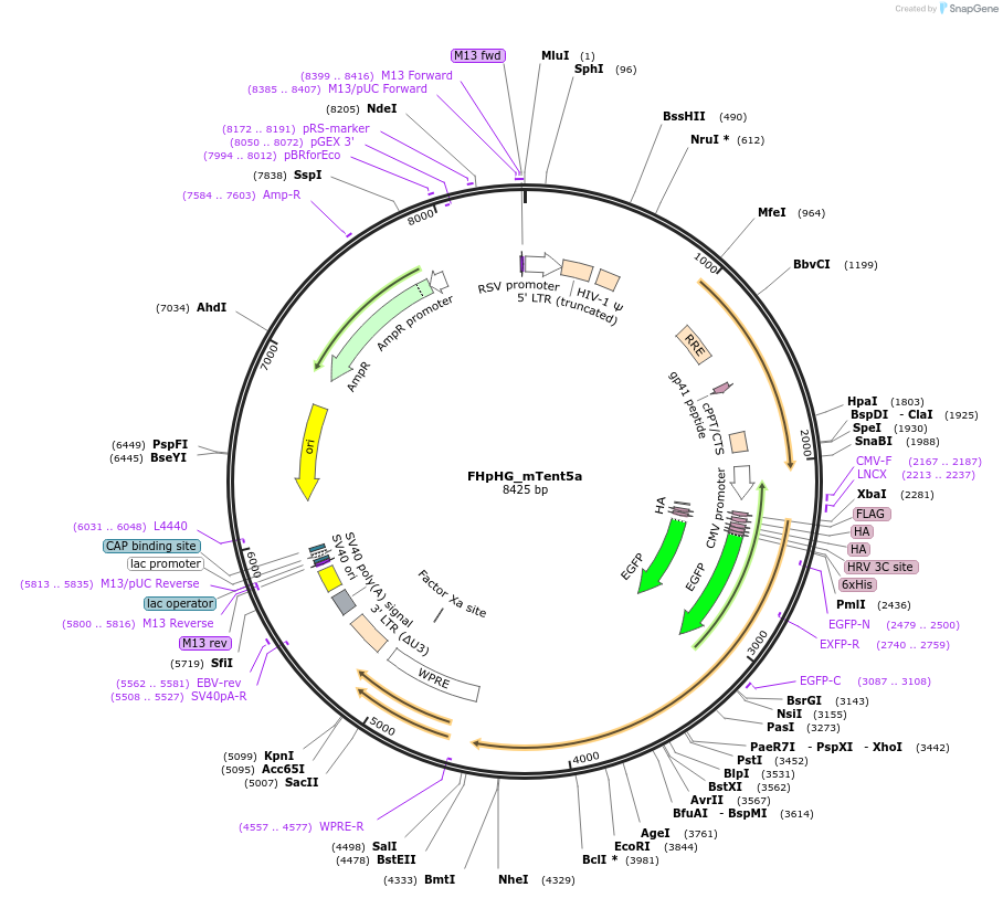 221439-plasmid-map-sequence-id-453953