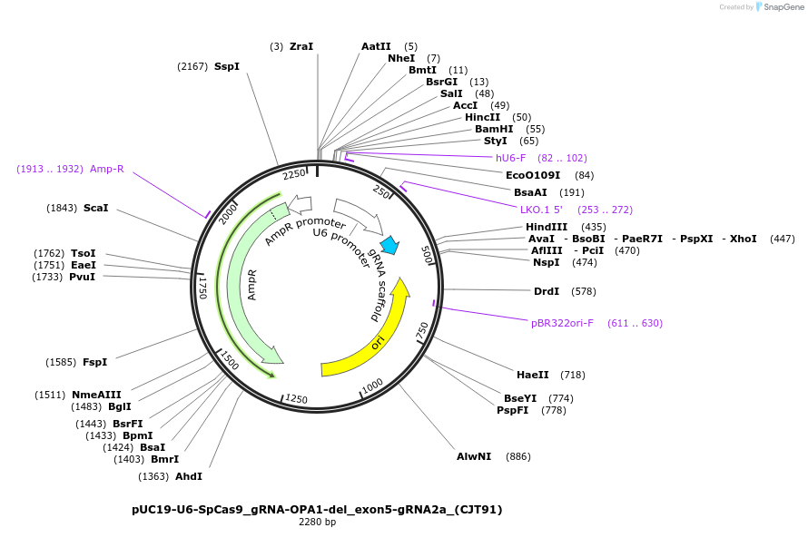 226991-plasmid-map-sequence-id-453954