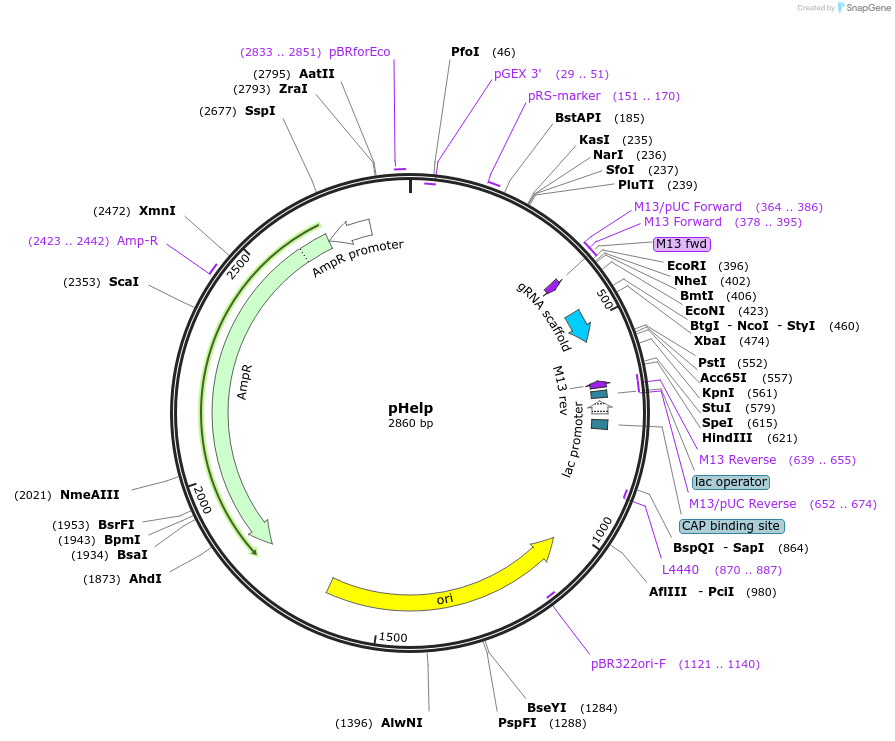 227583-plasmid-map-sequence-id-453955