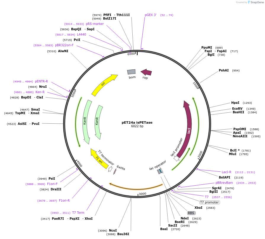 225759-plasmid-map-sequence-id-453971