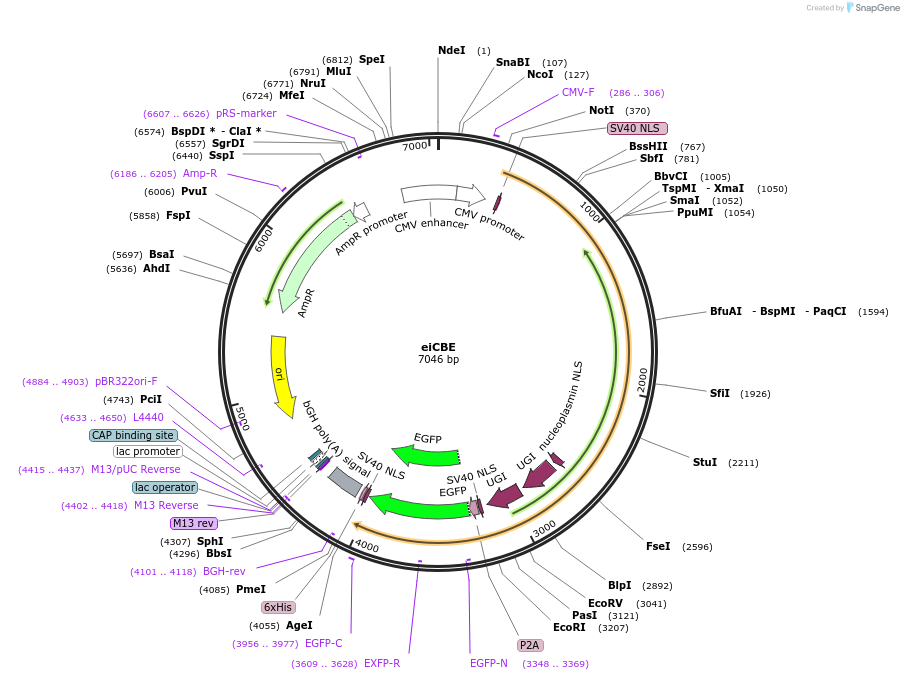 227148-plasmid-map-sequence-id-453981