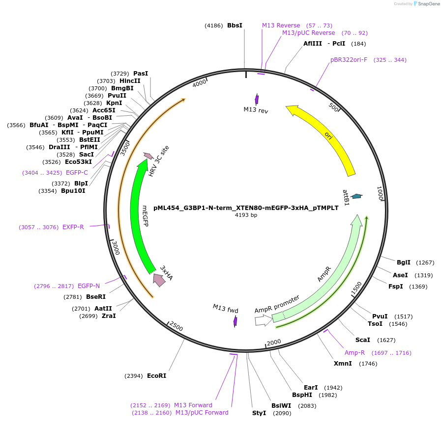227915-plasmid-map-sequence-id-453984