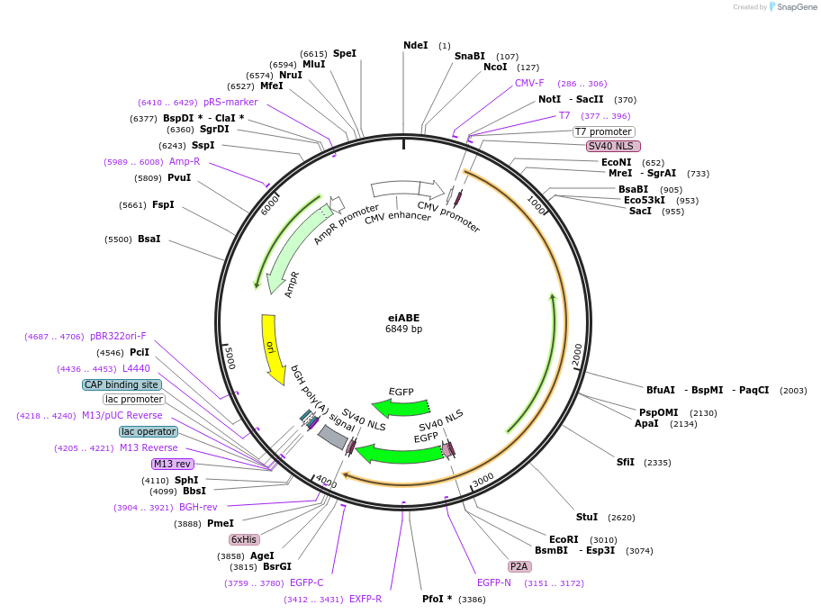 227144-plasmid-map-sequence-id-453987