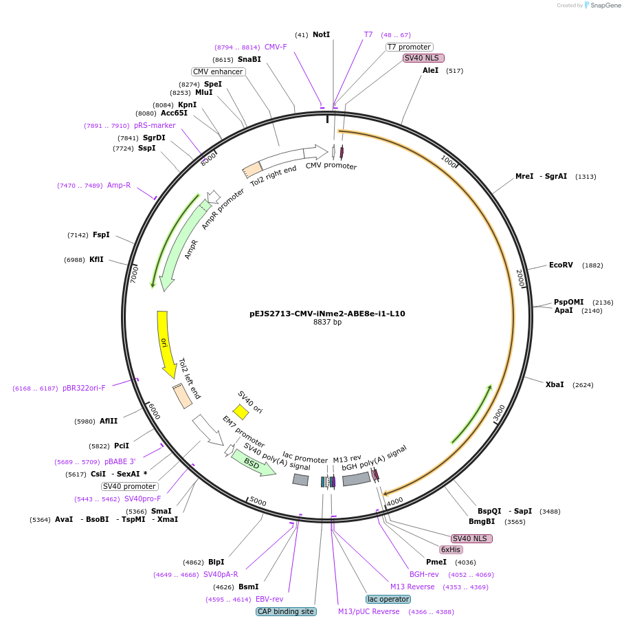 228734-plasmid-map-sequence-id-453992
