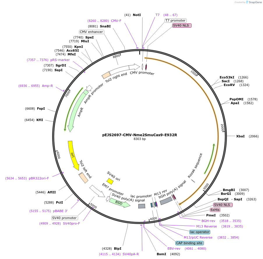 228718-plasmid-map-sequence-id-453994