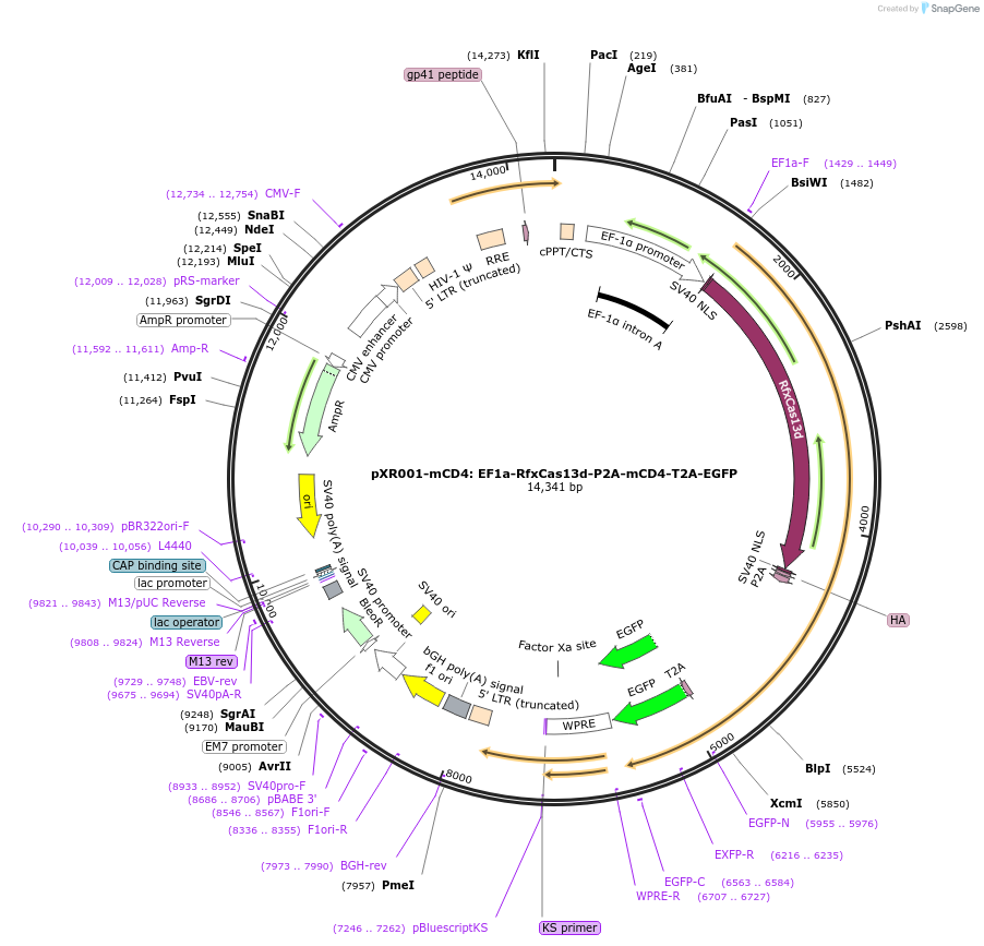 228359-plasmid-map-sequence-id-453995