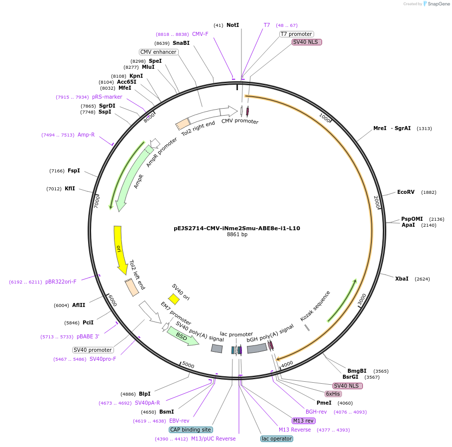 228735-plasmid-map-sequence-id-453996