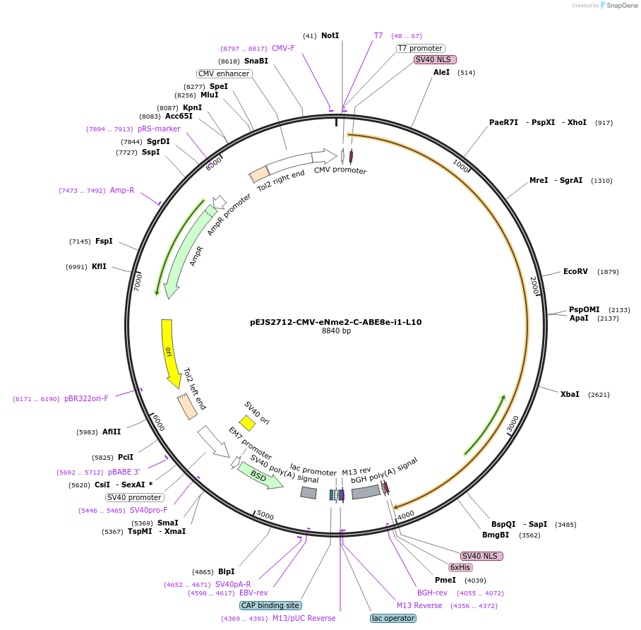 228733-plasmid-map-sequence-id-453997