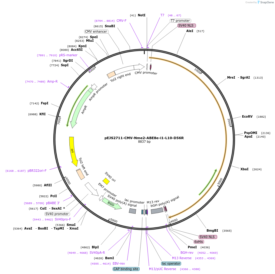 228732-plasmid-map-sequence-id-453998