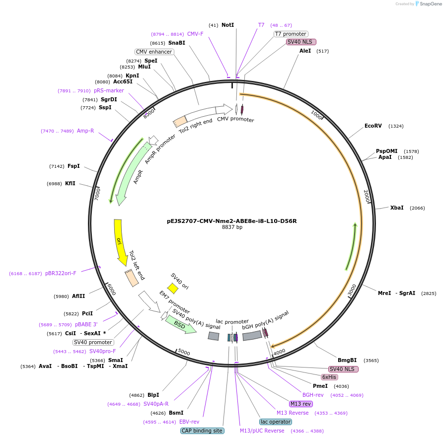 228728-plasmid-map-sequence-id-453999