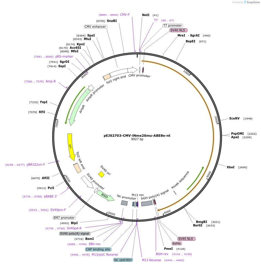228724-plasmid-map-sequence-id-454004