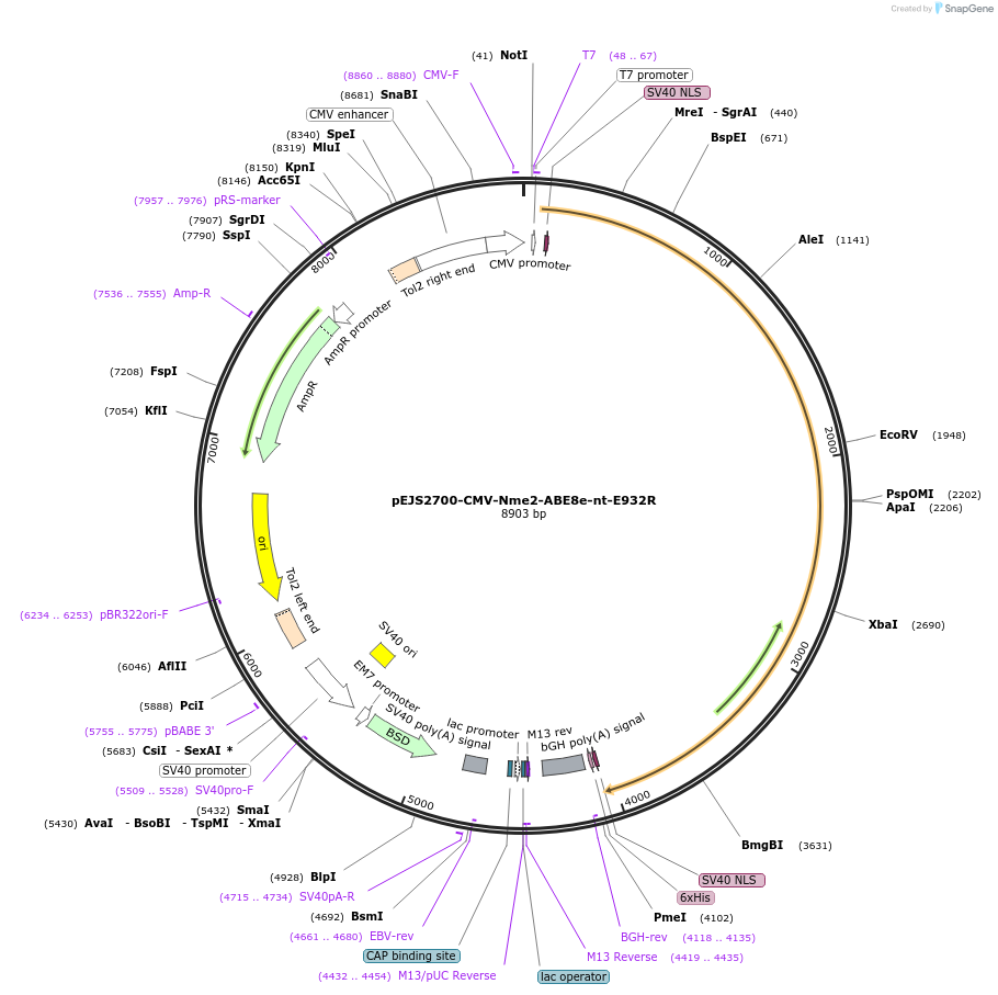 228721-plasmid-map-sequence-id-454005