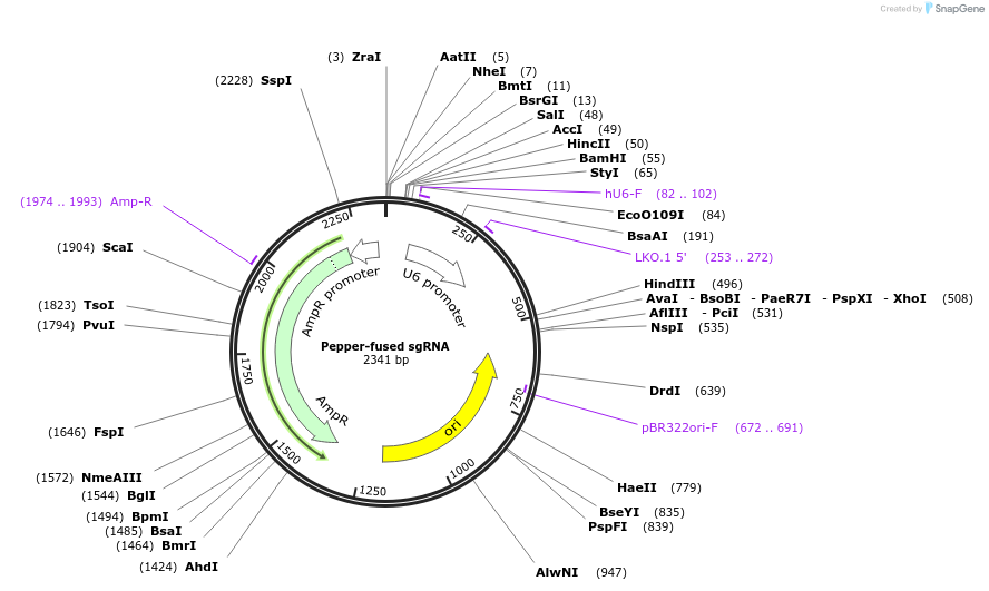 217520-plasmid-map-sequence-id-454008