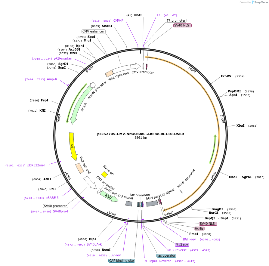 228726-plasmid-map-sequence-id-454011