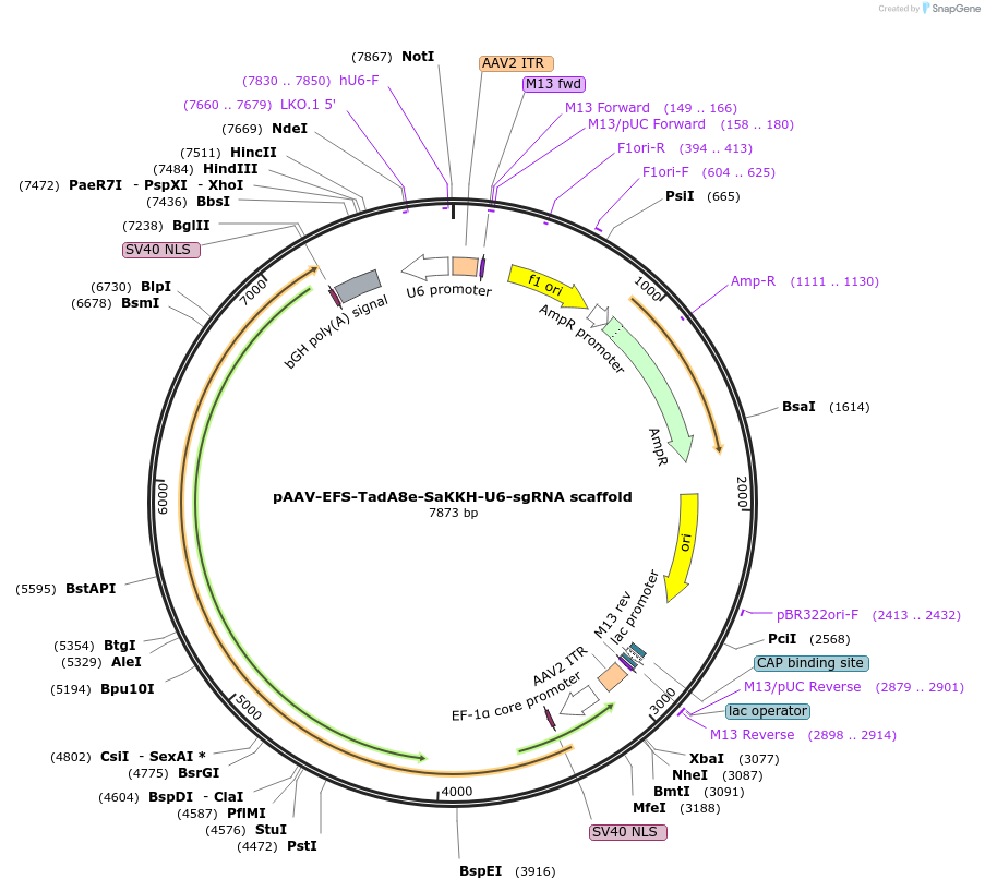 226935-plasmid-map-sequence-id-454013