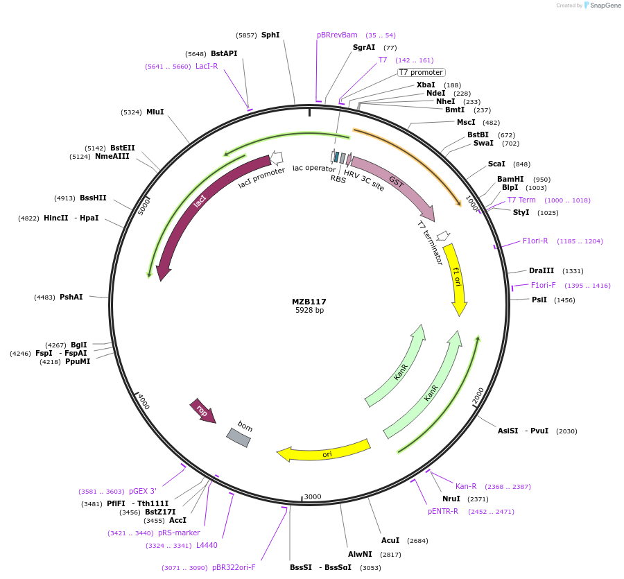 228481-plasmid-map-sequence-id-454022