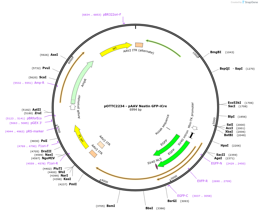 228443-plasmid-map-sequence-id-454032