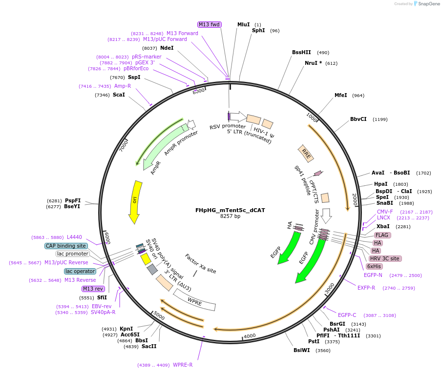 221442-plasmid-map-sequence-id-454034