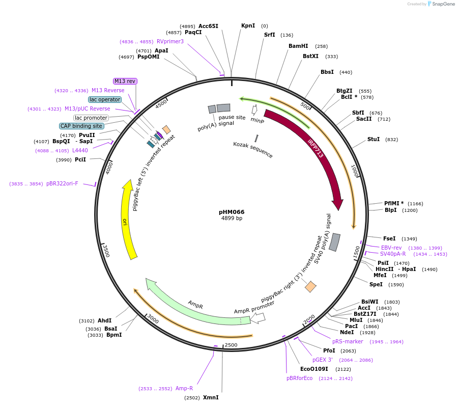 225524-plasmid-map-sequence-id-454035
