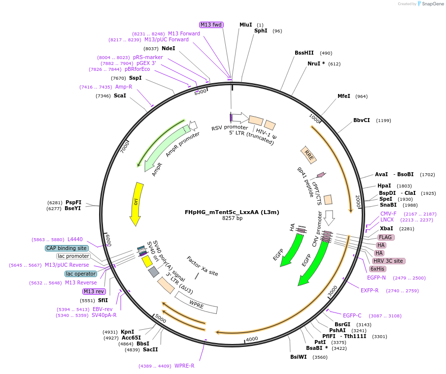 221441-plasmid-map-sequence-id-454036