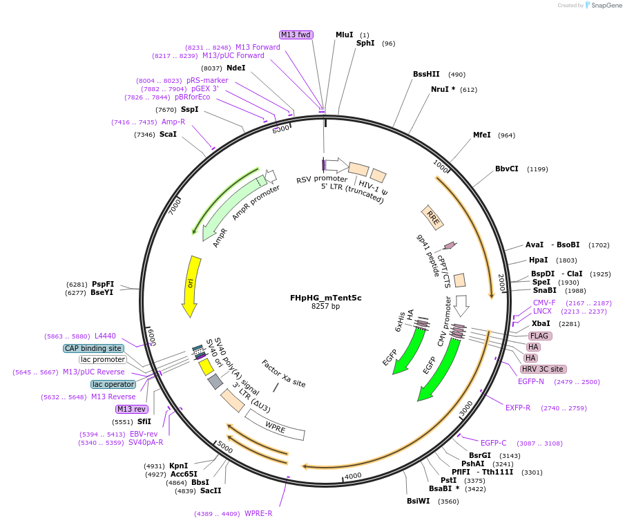 221440-plasmid-map-sequence-id-454037