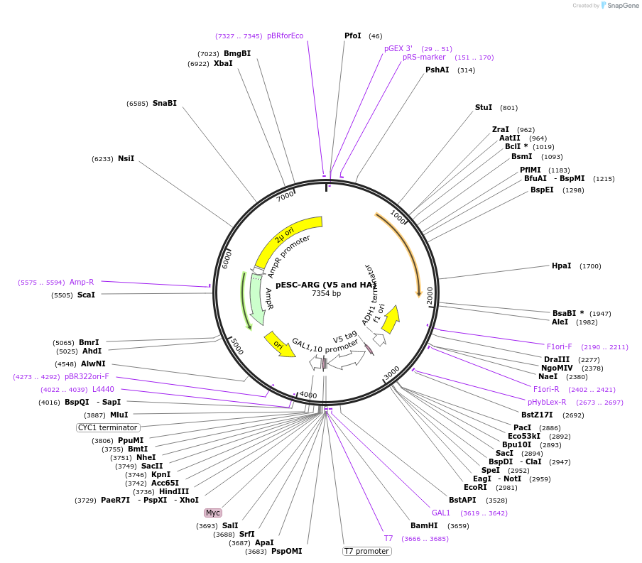 222493-plasmid-map-sequence-id-454040