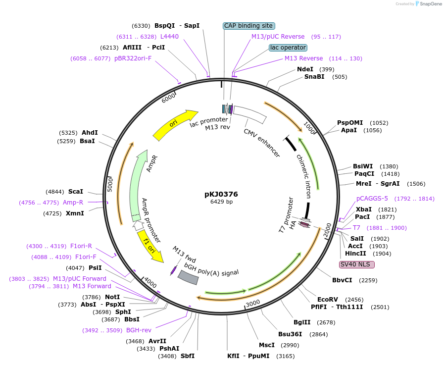 228711-plasmid-map-sequence-id-454041