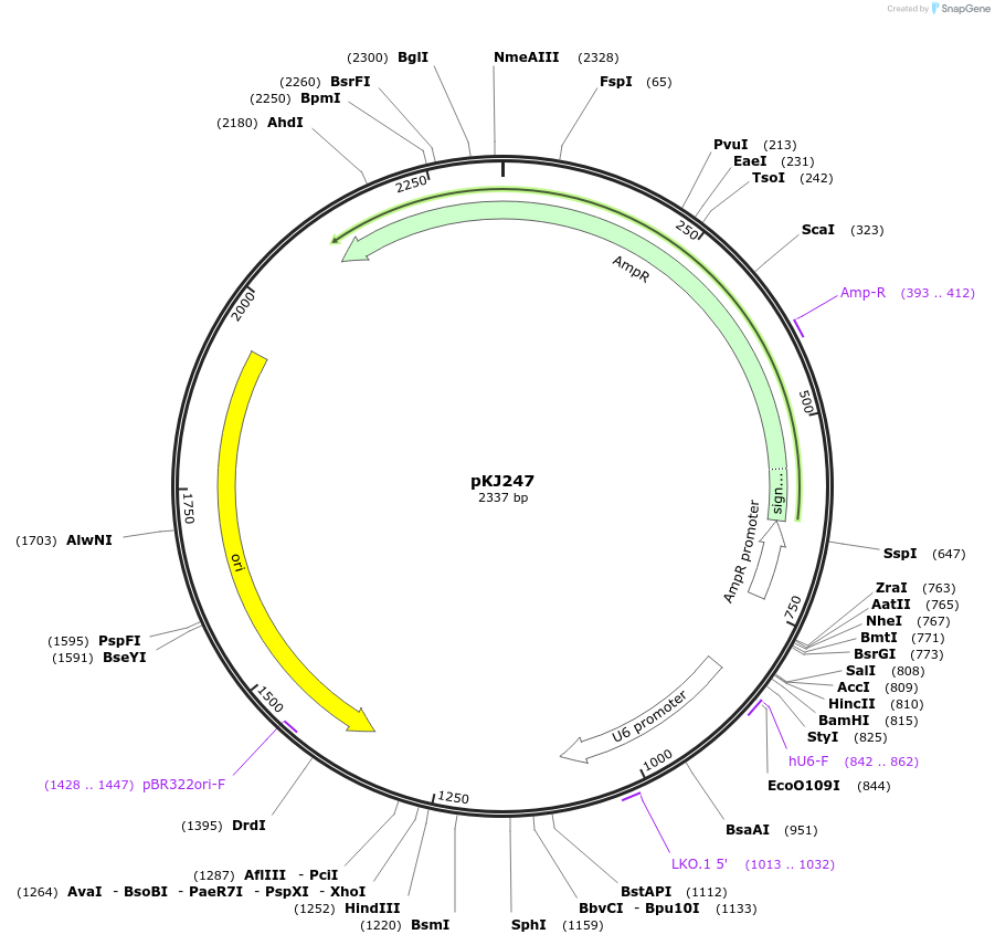 228714-plasmid-map-sequence-id-454044
