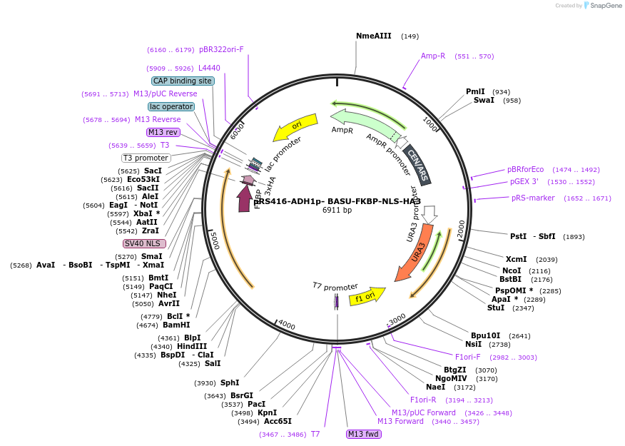 227995-plasmid-map-sequence-id-454045