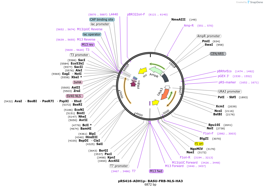227993-plasmid-map-sequence-id-454048