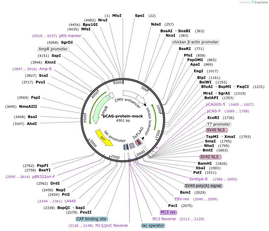 228505-plasmid-map-sequence-id-454052