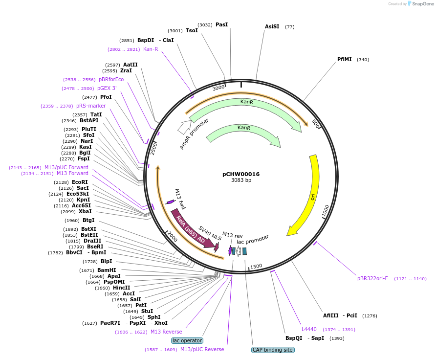 222447-plasmid-map-sequence-id-454056