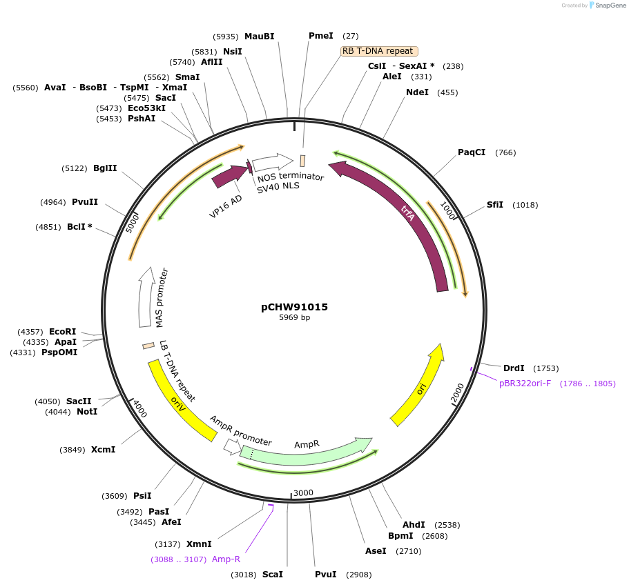 222455-plasmid-map-sequence-id-454057
