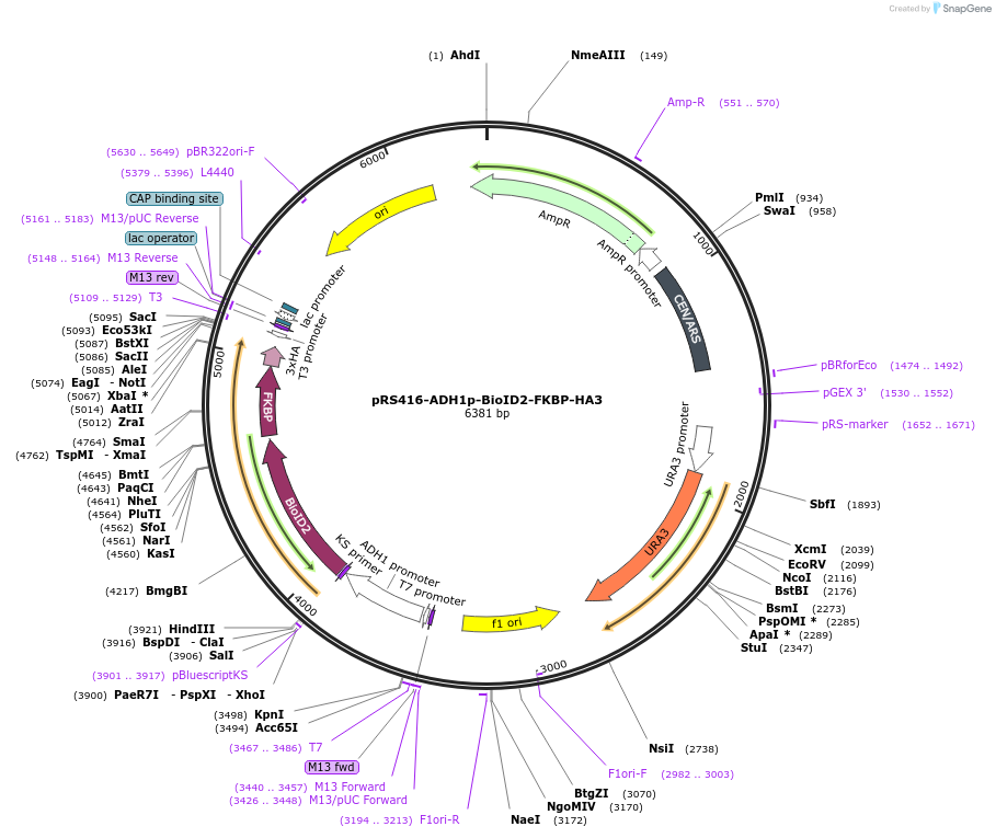 227990-plasmid-map-sequence-id-454062