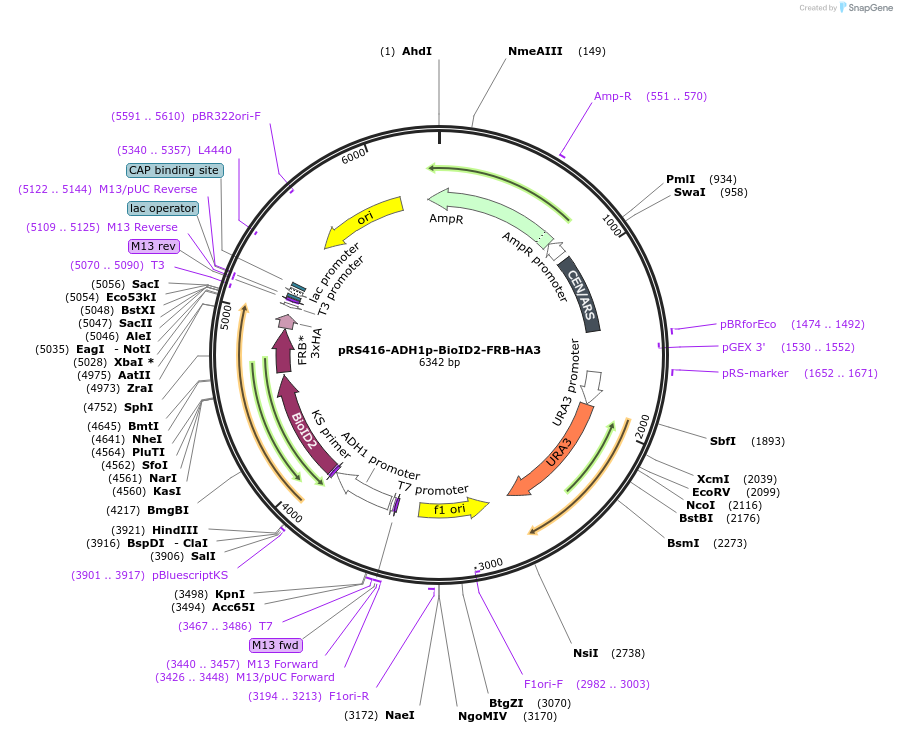227988-plasmid-map-sequence-id-454065