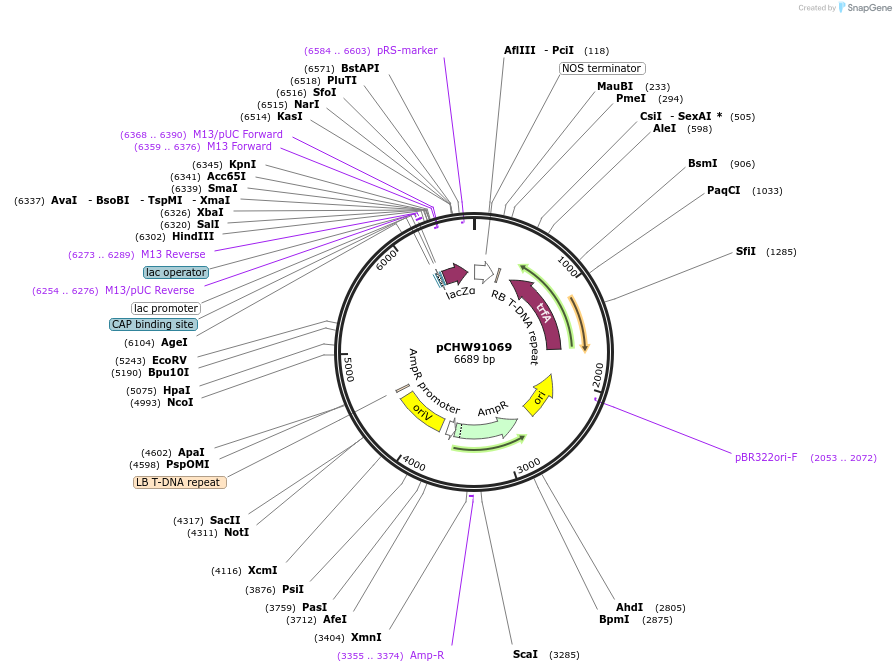 222462-plasmid-map-sequence-id-454068