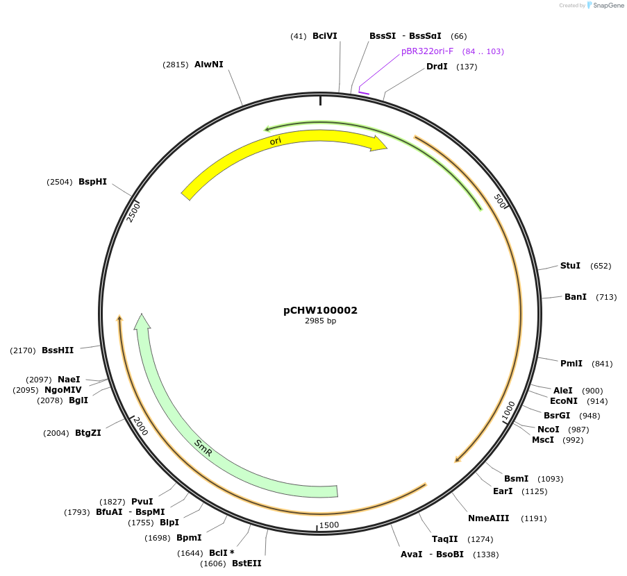 222440-plasmid-map-sequence-id-454069