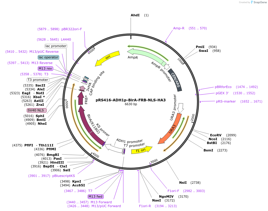227985-plasmid-map-sequence-id-454072