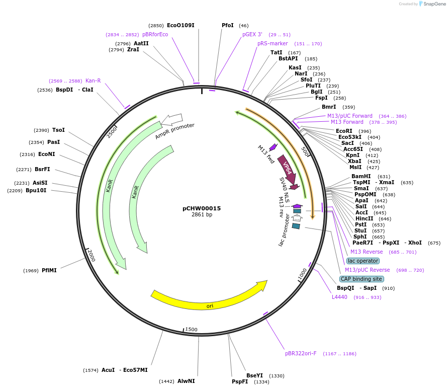 222446-plasmid-map-sequence-id-454075