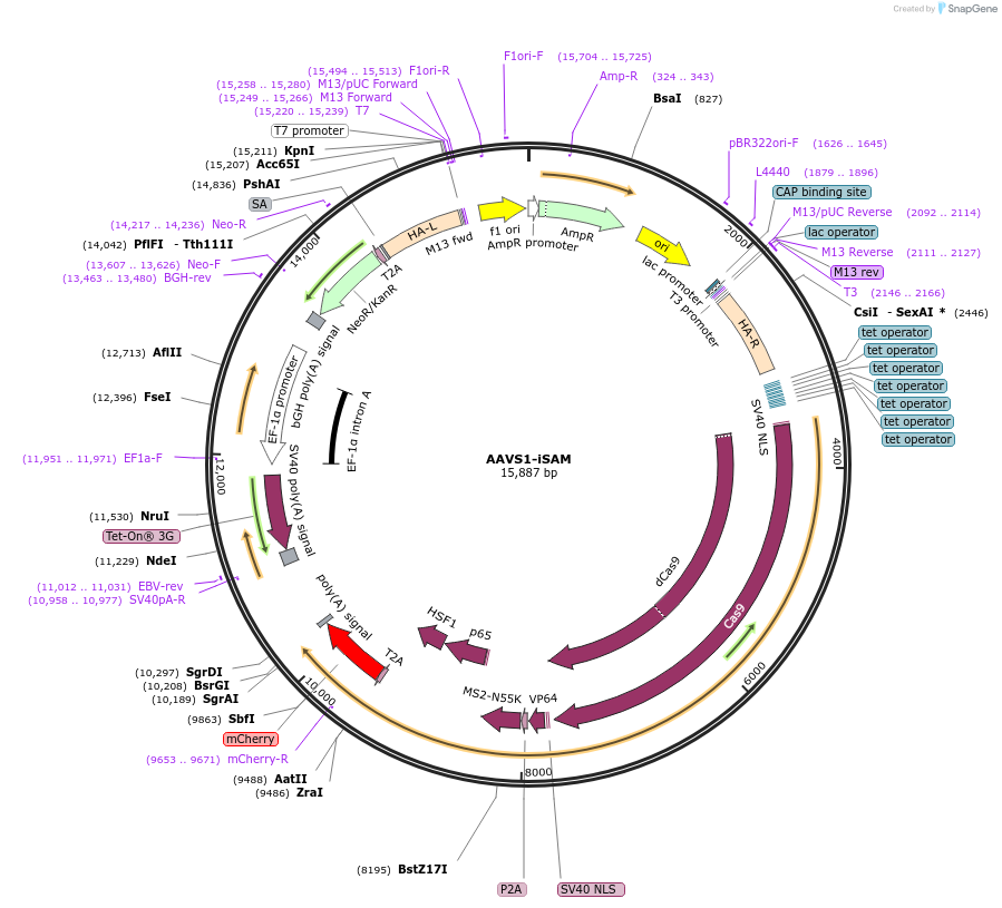 211495-plasmid-map-sequence-id-454077