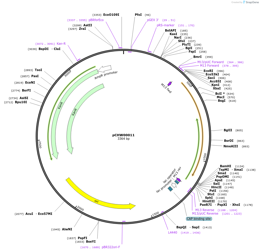222439-plasmid-map-sequence-id-454078