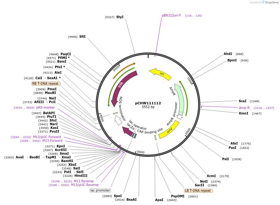 222457-plasmid-map-sequence-id-454079
