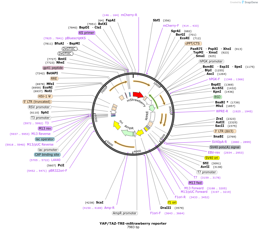 158682-plasmid-map-sequence-id-454081