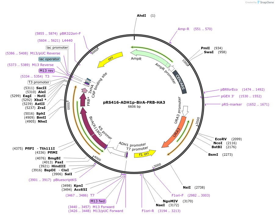 227984-plasmid-map-sequence-id-454083
