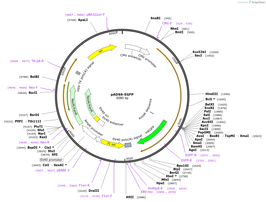 228197-plasmid-map-sequence-id-454084