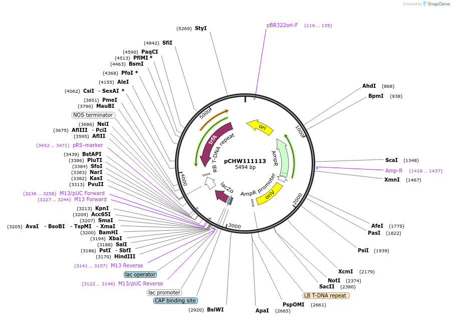 222458-plasmid-map-sequence-id-454086